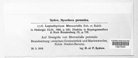 Image of Leptothyrium mercurialis